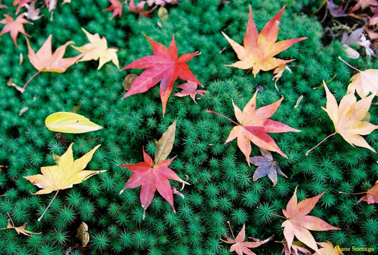 Kyoto Home Higashikujo Exterior foto